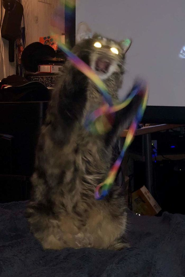 15 hình ảnh vui nhộn chứng minh mèo là diễn viên xuất sắc nhất ảnh 5