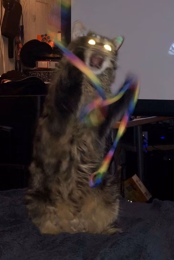 15 hình ảnh vui nhộn chứng minh mèo là diễn viên xuất sắc nhất ảnh 5 15 hình ảnh vui nhộn chứng minh mèo là diễn viên xuất sắc nhất ảnh 5