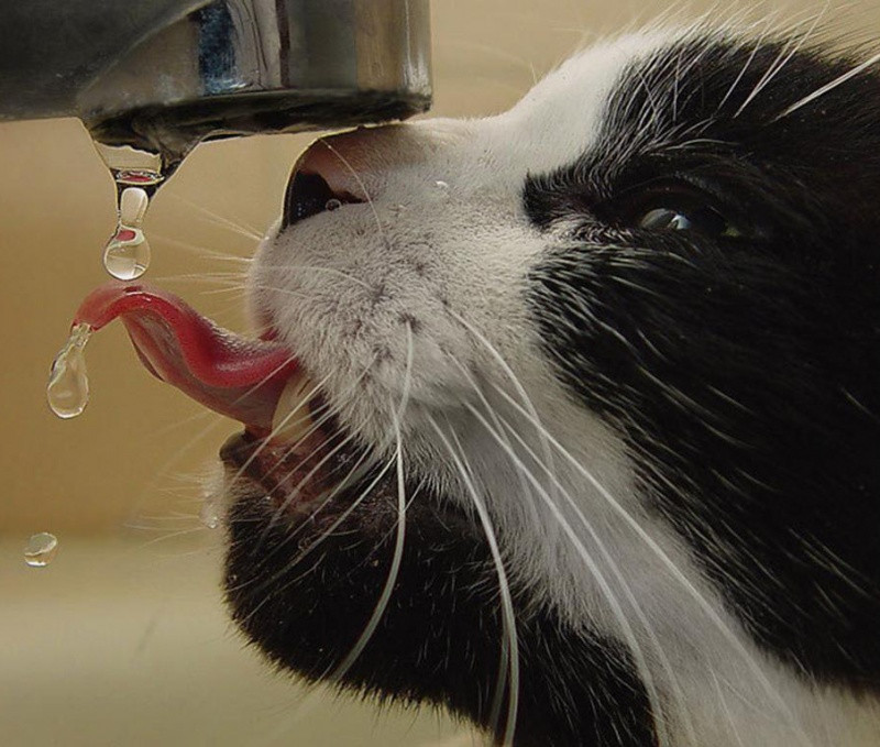 15 loài động vật bình thường nhưng đảm bảo bạn chưa từng thấy trước kia ảnh 8