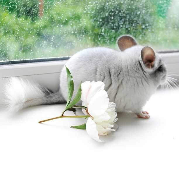 Chùm ảnh đáng yêu về loài sóc Chinchilla khiến trái tim bạn tan chảy ảnh 5 Chùm ảnh đáng yêu về loài sóc Chinchilla khiến trái tim bạn tan chảy ảnh 5