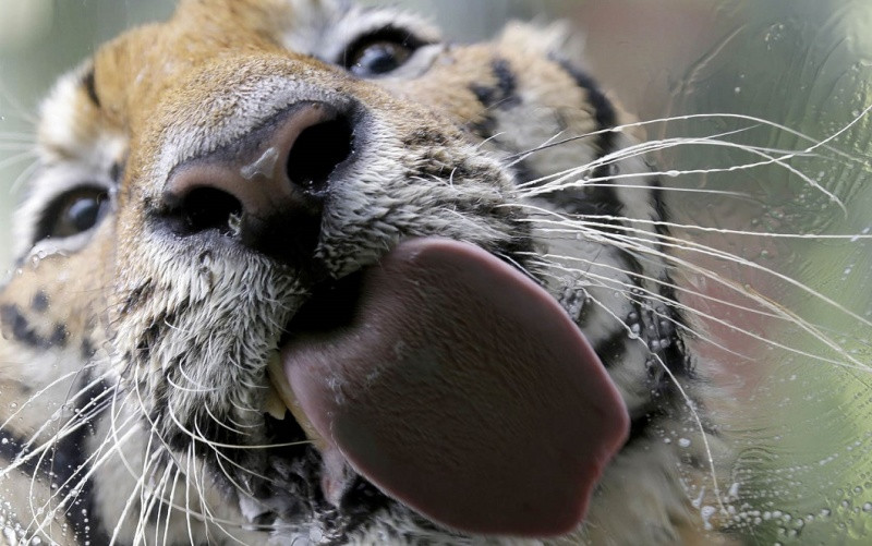 15 loài động vật bình thường nhưng đảm bảo bạn chưa từng thấy trước kia ảnh 12