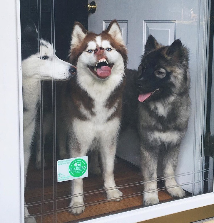 Chùm ảnh kỳ quặc về loài chó khó ai giải thích nổi ảnh 9