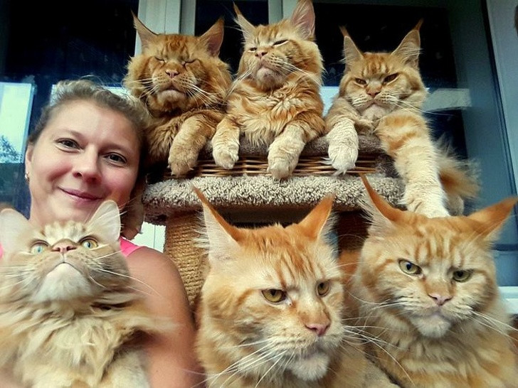 15 hình ảnh vui nhộn chứng minh mèo là diễn viên xuất sắc nhất ảnh 4