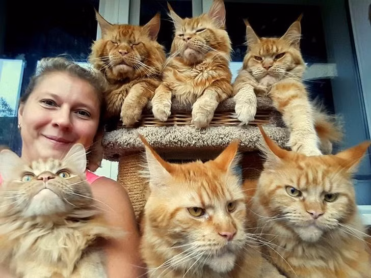 15 hình ảnh vui nhộn chứng minh mèo là diễn viên xuất sắc nhất ảnh 4 15 hình ảnh vui nhộn chứng minh mèo là diễn viên xuất sắc nhất ảnh 4