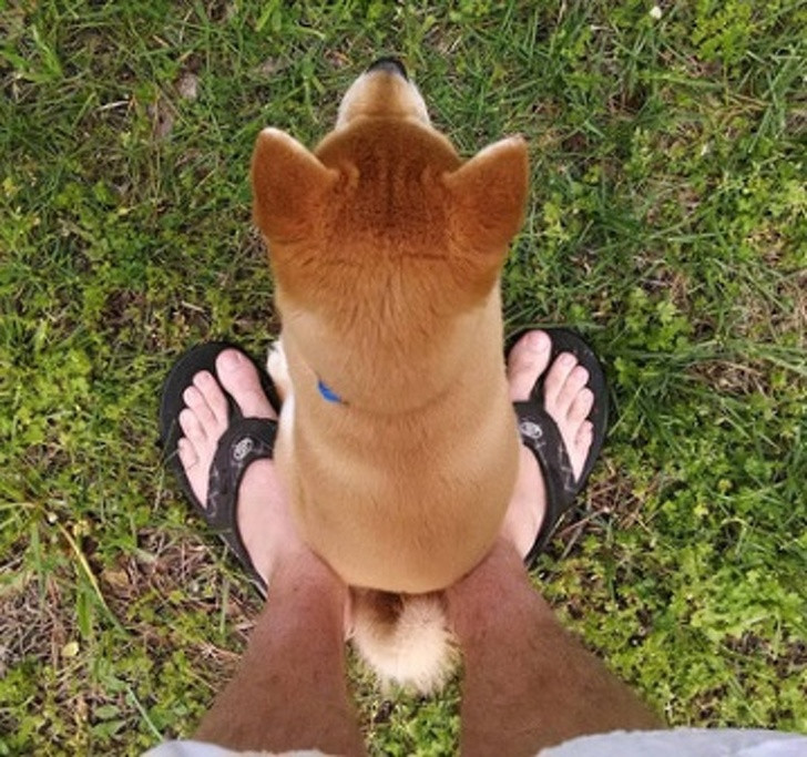 Chùm ảnh kỳ quặc về loài chó khó ai giải thích nổi ảnh 3