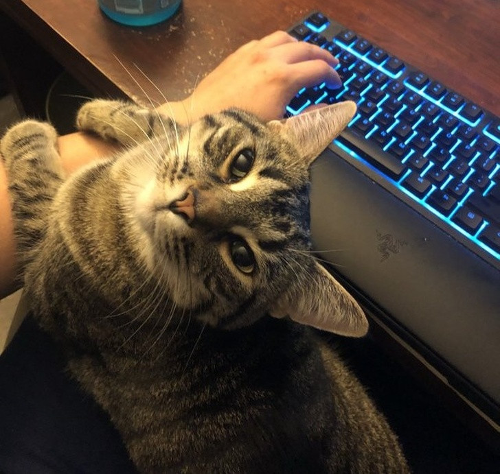 15 hình ảnh vui nhộn chứng minh mèo là diễn viên xuất sắc nhất ảnh 3