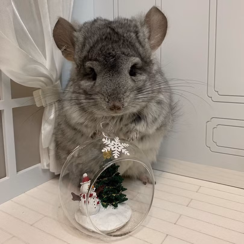 Chùm ảnh đáng yêu về loài sóc Chinchilla khiến trái tim bạn tan chảy ảnh 11