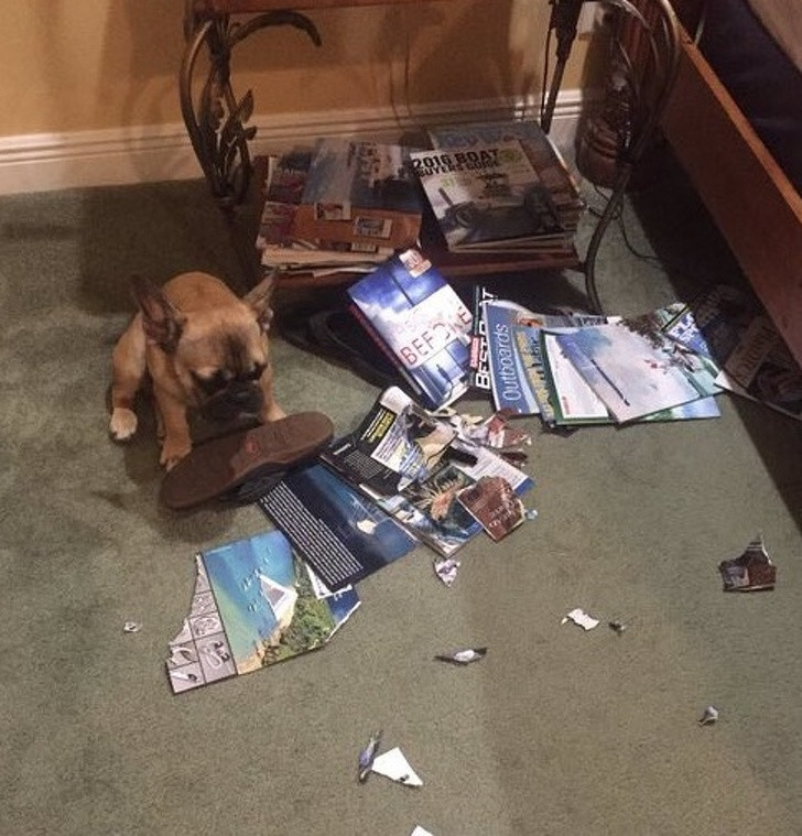 15 hình ảnh chứng minh các con vật nghịch ngợm không mong bạn về sớm ảnh 7