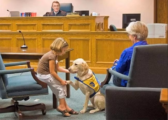 15 bức ảnh cảm động chứng minh chó là động vật trung thành nhất hành tinh ảnh 8