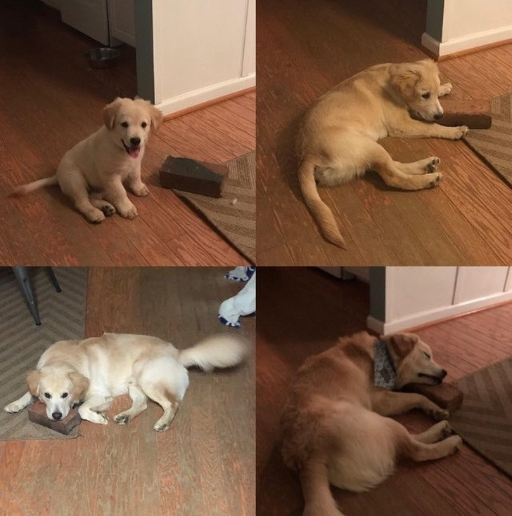 Chùm ảnh kỳ quặc về loài chó khó ai giải thích nổi ảnh 12