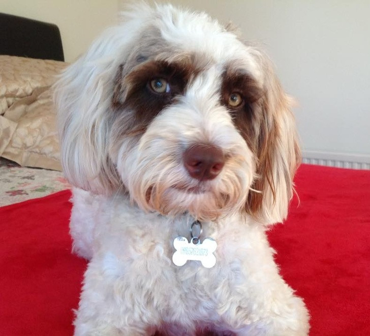 Phát cuồng với 15 loài động vật được sinh ra với mặt nạ ảnh 14