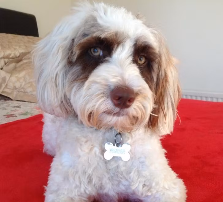 Phát cuồng với 15 loài động vật được sinh ra với mặt nạ ảnh 14