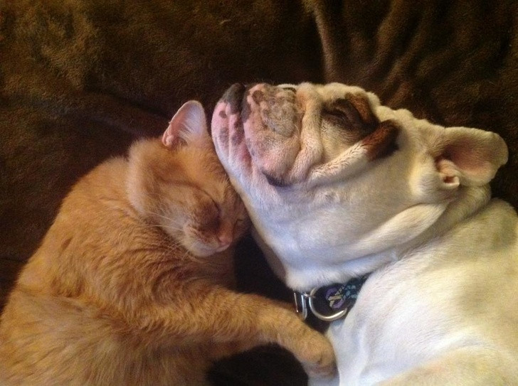 15 hình ảnh về chó Bully khiến bạn mỉm cười ảnh 12 15 hình ảnh về chó Bully khiến bạn mỉm cười ảnh 12