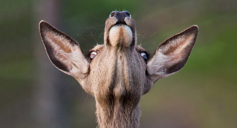 15 loài động vật bình thường nhưng đảm bảo bạn chưa từng thấy trước kia ảnh 3