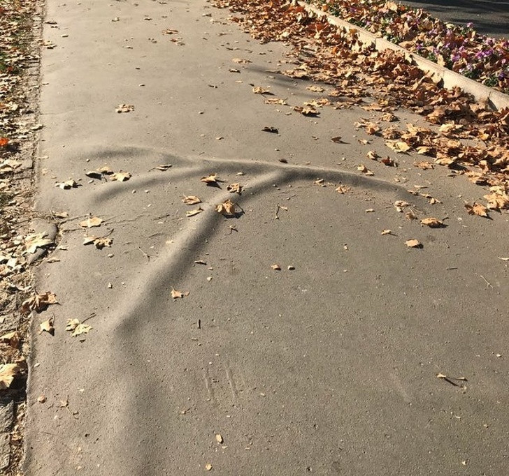 15 sáng tạo tuyệt vời đến từ mẹ thiên nhiên ảnh 12 15 sáng tạo tuyệt vời đến từ mẹ thiên nhiên ảnh 12