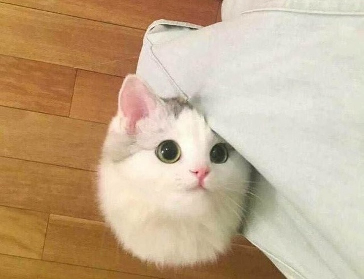 15 hình ảnh vui nhộn chứng minh mèo là diễn viên xuất sắc nhất ảnh 8