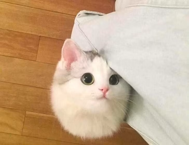 15 hình ảnh vui nhộn chứng minh mèo là diễn viên xuất sắc nhất ảnh 8 15 hình ảnh vui nhộn chứng minh mèo là diễn viên xuất sắc nhất ảnh 8