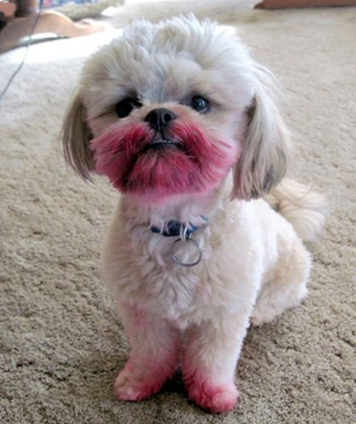 15 hình ảnh chứng minh các con vật nghịch ngợm không mong bạn về sớm ảnh 15