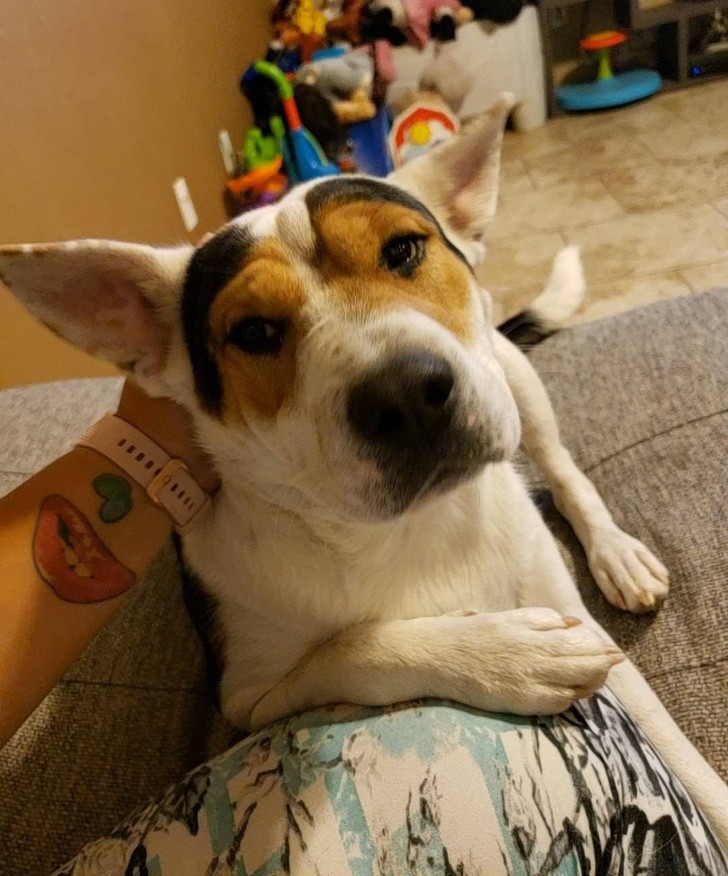 Phát cuồng với 15 loài động vật được sinh ra với mặt nạ ảnh 7