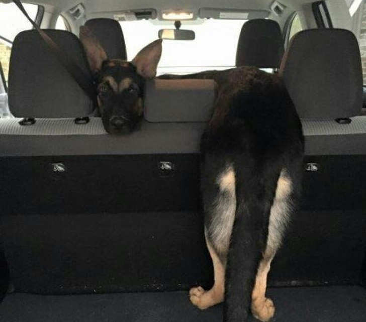 Chùm ảnh kỳ quặc về loài chó khó ai giải thích nổi ảnh 5