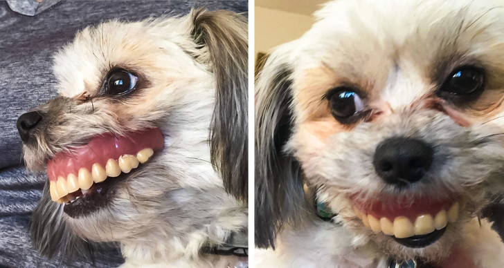 15 hình ảnh chứng minh cuộc sống sẽ không bao giờ buồn chán nếu có thú cưng ảnh 1 15 hình ảnh chứng minh cuộc sống sẽ không bao giờ buồn chán nếu có thú cưng ảnh 1