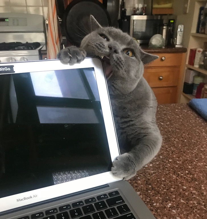 15 hình ảnh chứng minh cuộc sống sẽ không bao giờ buồn chán nếu có thú cưng ảnh 13 15 hình ảnh chứng minh cuộc sống sẽ không bao giờ buồn chán nếu có thú cưng ảnh 13