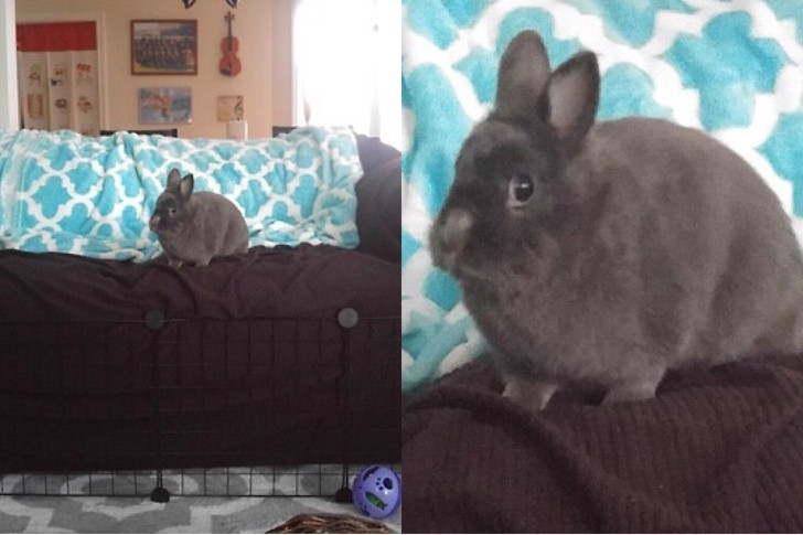 15 hình ảnh chứng minh các con vật nghịch ngợm không mong bạn về sớm ảnh 13