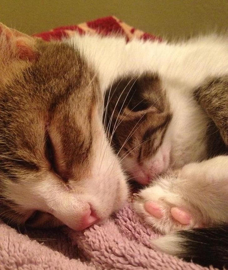 14 hình ảnh gia đình động vật khiến ai cũng phải ngưỡng mộ ảnh 6 14 hình ảnh gia đình động vật khiến ai cũng phải ngưỡng mộ ảnh 6