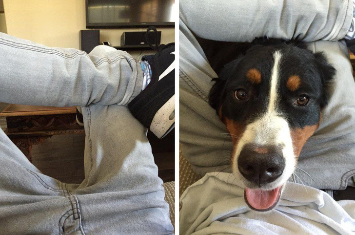 15 hình ảnh chứng minh cuộc sống sẽ không bao giờ buồn chán nếu có thú cưng ảnh 14 15 hình ảnh chứng minh cuộc sống sẽ không bao giờ buồn chán nếu có thú cưng ảnh 14