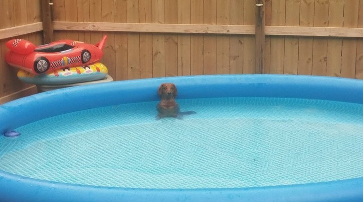 15 hình ảnh chứng minh các con vật nghịch ngợm không mong bạn về sớm ảnh 3