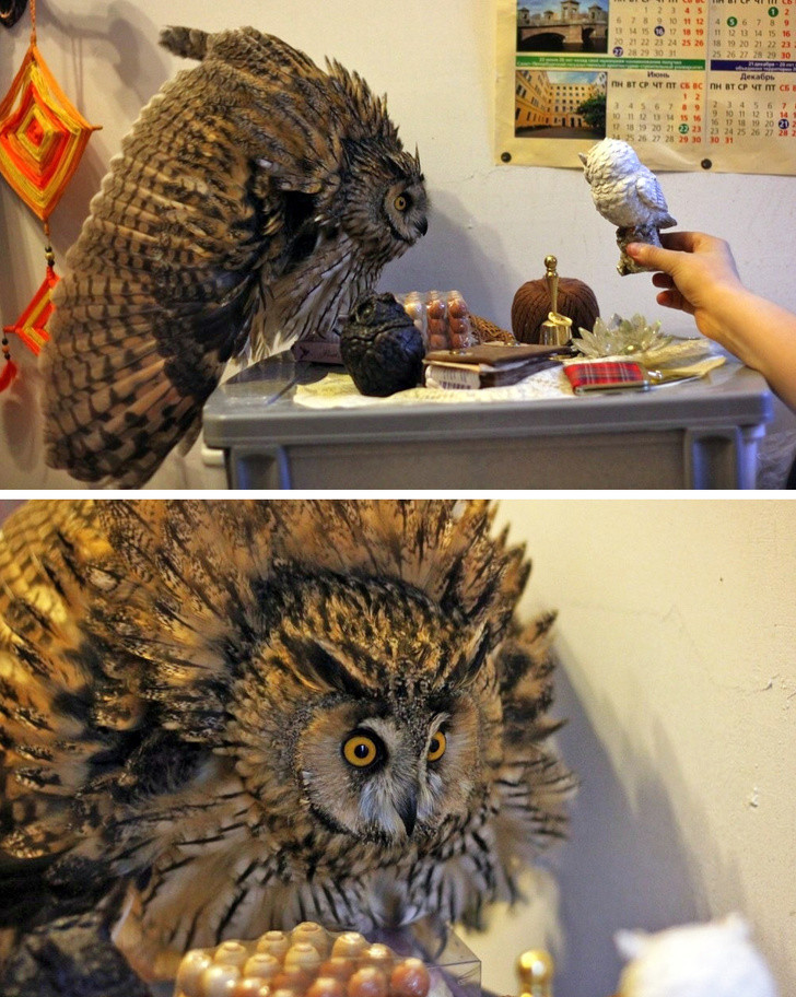 15 hình ảnh chứng minh cuộc sống sẽ không bao giờ buồn chán nếu có thú cưng ảnh 7 15 hình ảnh chứng minh cuộc sống sẽ không bao giờ buồn chán nếu có thú cưng ảnh 7