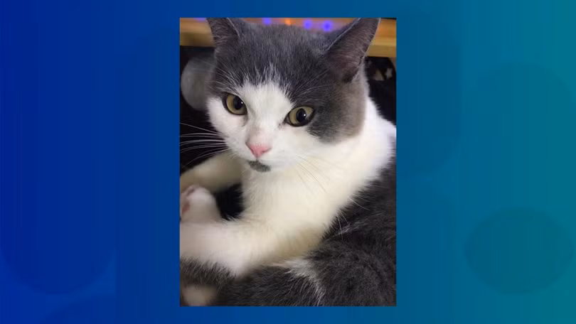 Bản chính của Garlic. Ảnh: SCMP