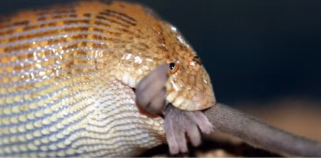 Đến lúc ăn trông cũng thộn! Đến lúc ăn trông cũng thộn!