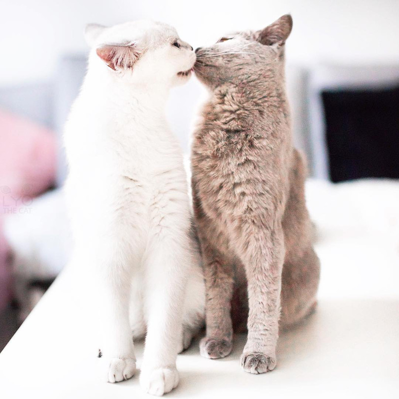 15 ảnh chụp động vật có khoảnh khắc hoàn hảo khiến bạn bối rối ảnh 9