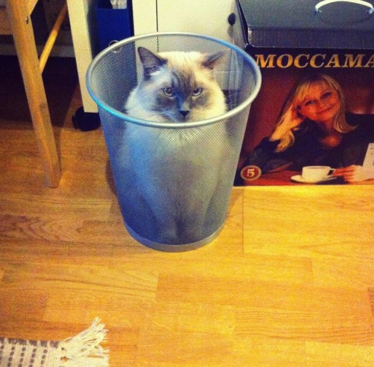 17 bức ảnh minh chứng logic cực kỳ hài hước của loài mèo ảnh 6 17 bức ảnh minh chứng logic cực kỳ hài hước của loài mèo ảnh 6