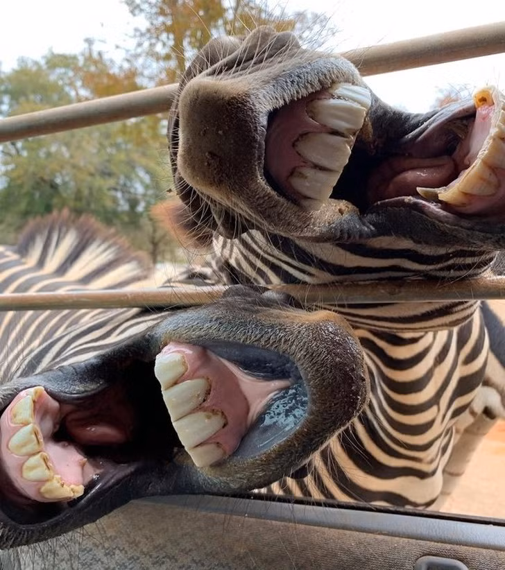 15 bức ảnh hài hước khiến cuộc sống của bạn tươi sáng hơn ảnh 5