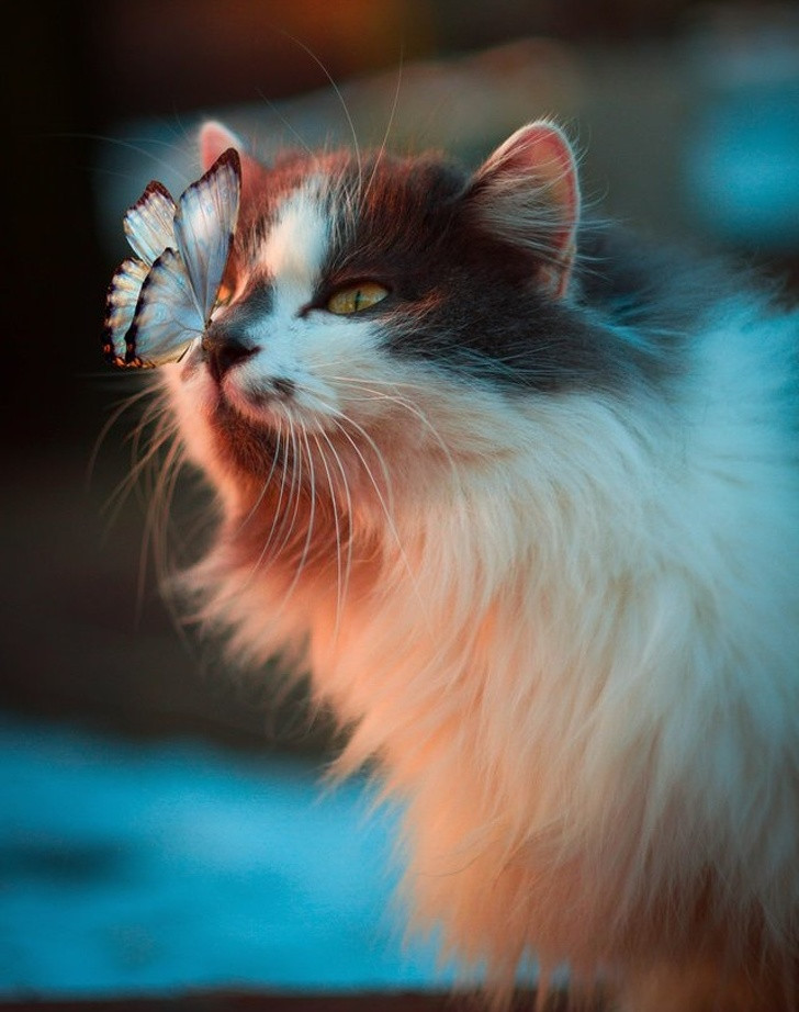 15 ảnh chụp động vật có khoảnh khắc hoàn hảo khiến bạn bối rối ảnh 15