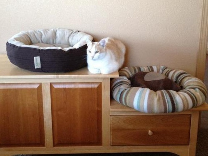 17 bức ảnh minh chứng logic cực kỳ hài hước của loài mèo ảnh 4 17 bức ảnh minh chứng logic cực kỳ hài hước của loài mèo ảnh 4