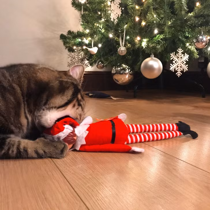 15 hình ảnh chứng minh không phải thú cưng nào cũng hào hứng với Giáng sinh ảnh 15