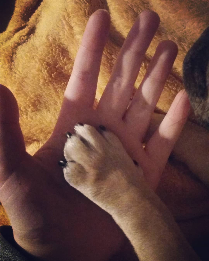 15 hình ảnh chứng minh cuộc sống sẽ ý nghĩa hơn nếu có thú cưng ảnh 10