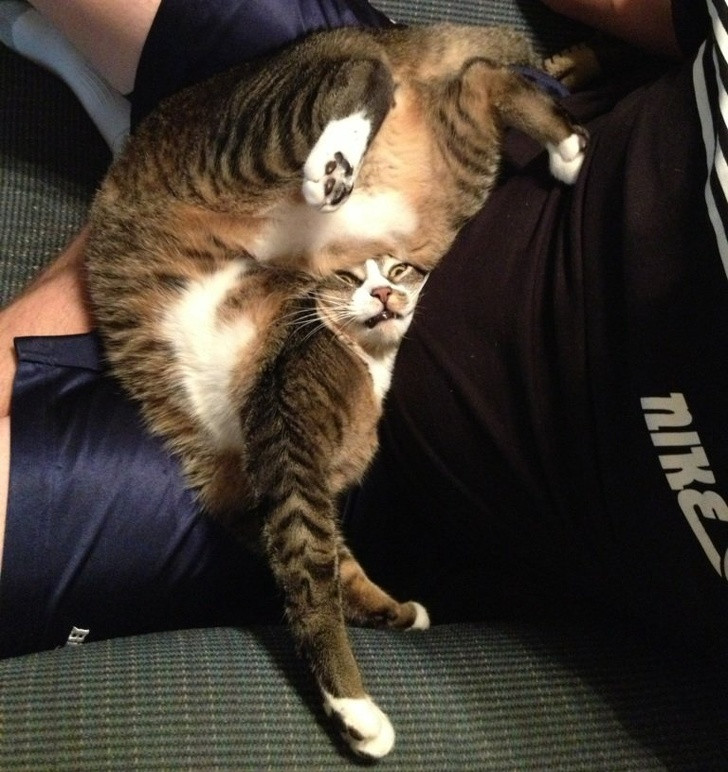 17 bức ảnh minh chứng logic cực kỳ hài hước của loài mèo ảnh 19 17 bức ảnh minh chứng logic cực kỳ hài hước của loài mèo ảnh 19