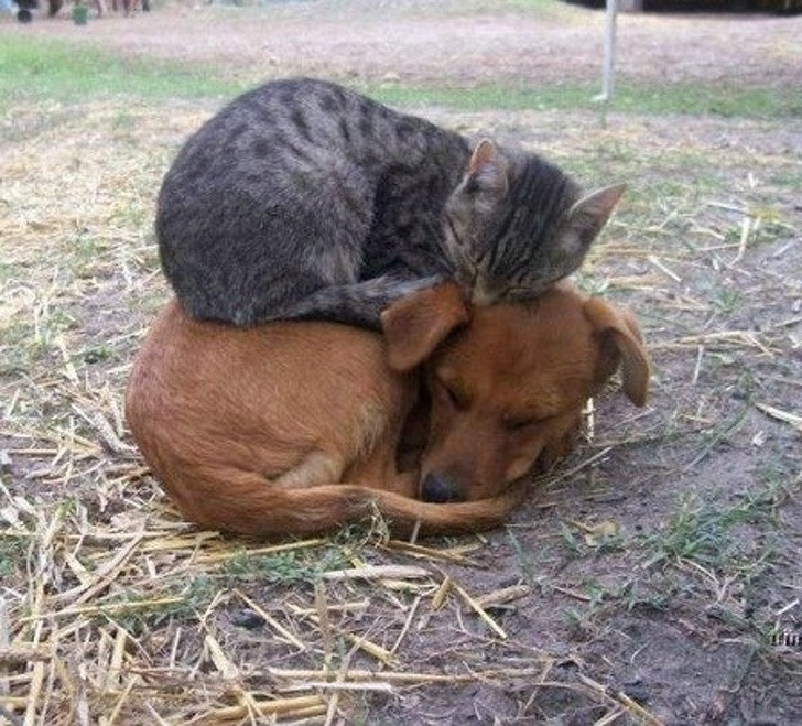 17 bức ảnh minh chứng logic cực kỳ hài hước của loài mèo ảnh 2 17 bức ảnh minh chứng logic cực kỳ hài hước của loài mèo ảnh 2