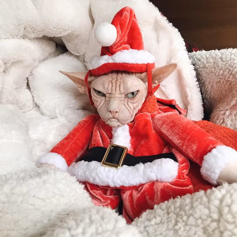 15 hình ảnh chứng minh không phải thú cưng nào cũng hào hứng với Giáng sinh ảnh 11