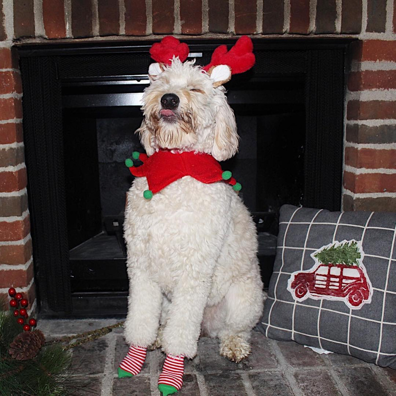 15 hình ảnh chứng minh không phải thú cưng nào cũng hào hứng với Giáng sinh ảnh 7