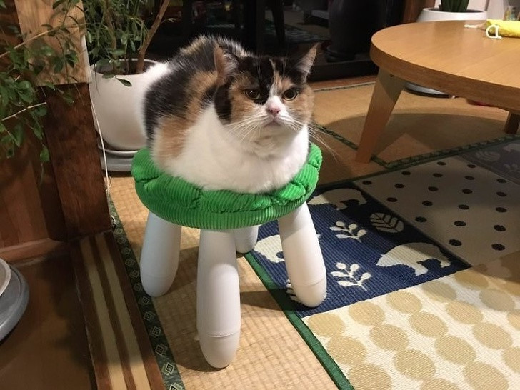 15 ảnh chụp động vật có khoảnh khắc hoàn hảo khiến bạn bối rối ảnh 4