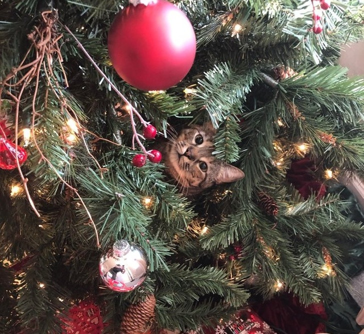 15 hình ảnh chứng minh không phải thú cưng nào cũng hào hứng với Giáng sinh ảnh 14