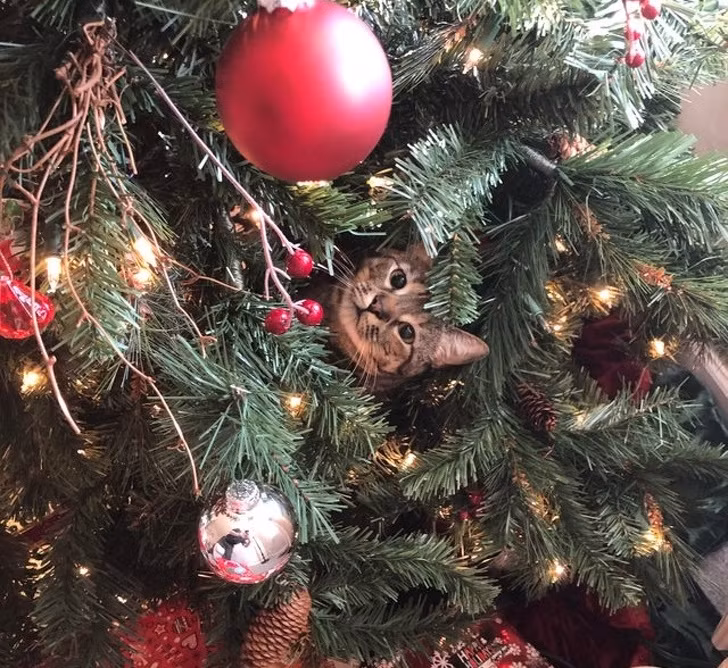 15 hình ảnh chứng minh không phải thú cưng nào cũng hào hứng với Giáng sinh ảnh 14