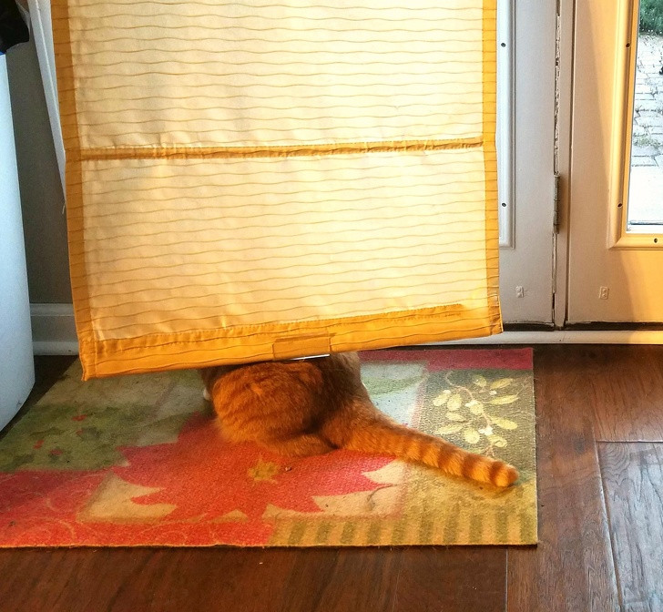 17 bức ảnh minh chứng logic cực kỳ hài hước của loài mèo ảnh 8 17 bức ảnh minh chứng logic cực kỳ hài hước của loài mèo ảnh 8