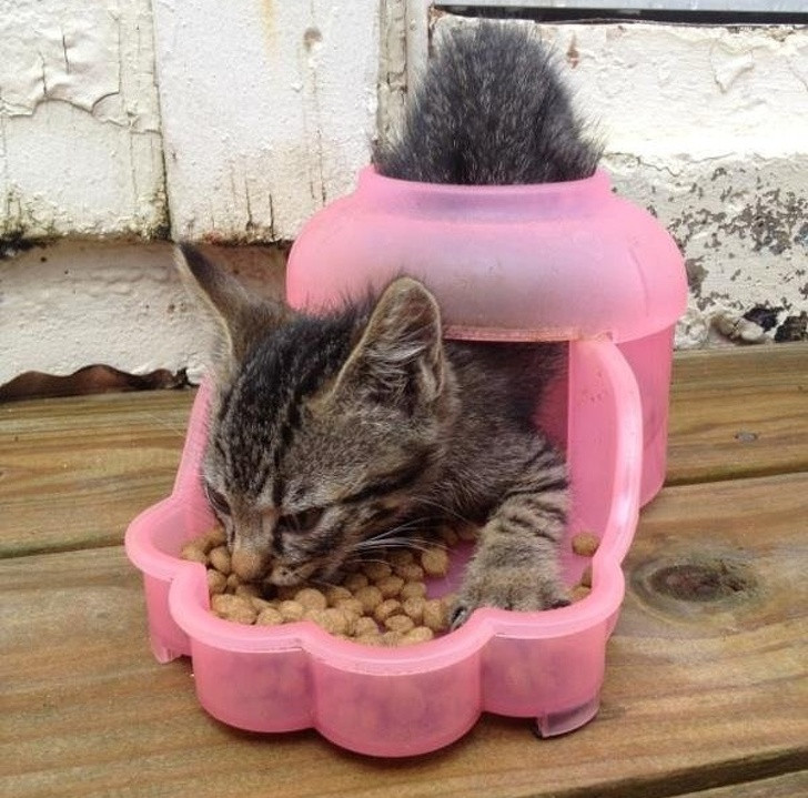 17 bức ảnh minh chứng logic cực kỳ hài hước của loài mèo ảnh 10 17 bức ảnh minh chứng logic cực kỳ hài hước của loài mèo ảnh 10