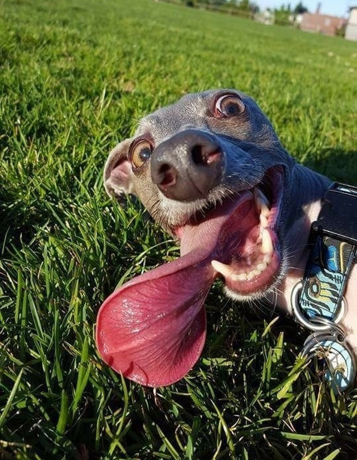 15 bức ảnh hài hước khiến cuộc sống của bạn tươi sáng hơn ảnh 1